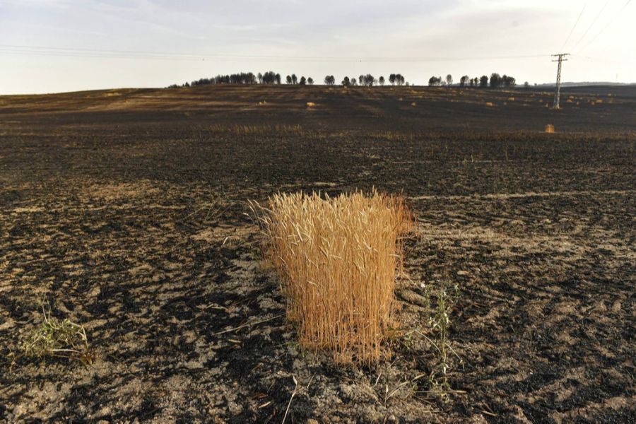 Wegen der hohen Temperaturen ist das Waldbrandrisiko in Spanien enorm angestiegen. Bereits ist es zu ersten Bränden gekommen.