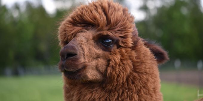Ein Alpaka (Symbolbild) alpaca