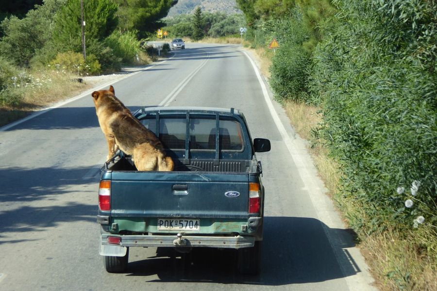 Hund Auto Heck Strasse