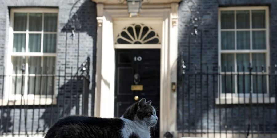 Kater Larry vor der Downing Street