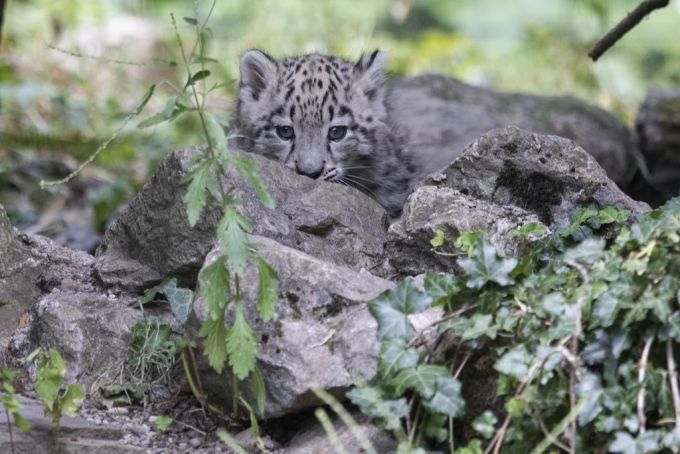 Die Schneeleoparden im Zoo Zürich verstecken sich vor der Hitze. zoo zürich