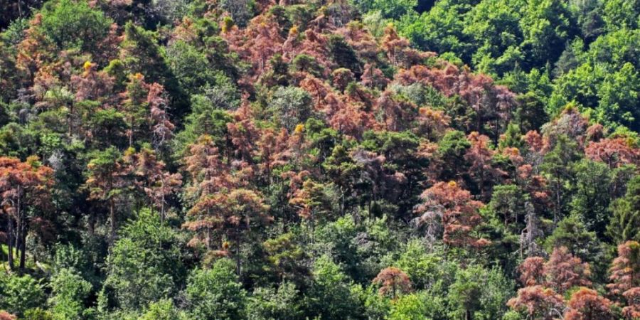 Abgestorbene Föhren bei Visp VS: Immer wieder sterben im Wallis massenweise Waldföhren ab.