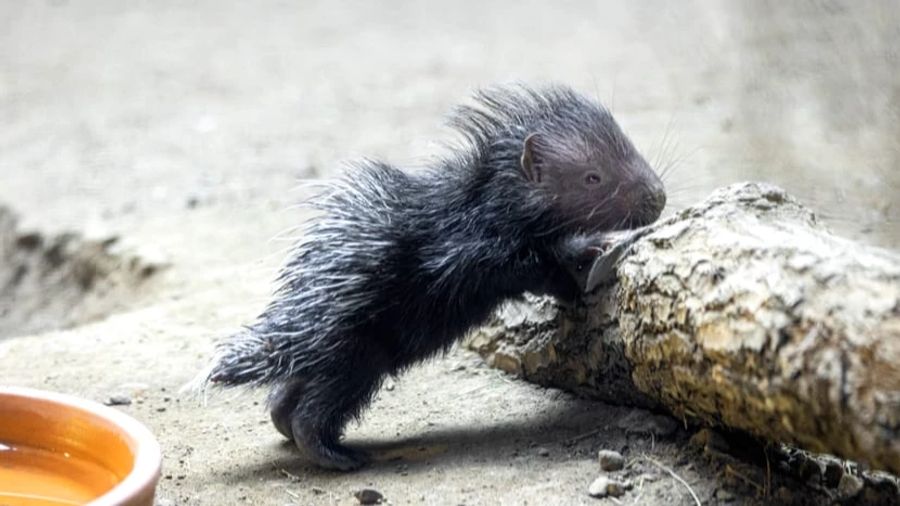 Das Stachelschweinbaby Wakili.