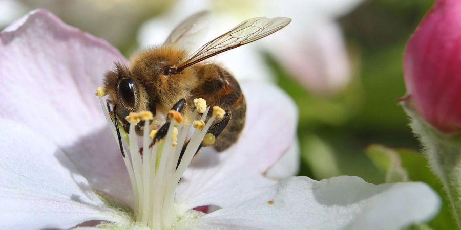 Eine mit Pollen behangene Biene sammelt in einem Apfelbaum den Nektar. Viele Wildbienenarten sind gefährden.