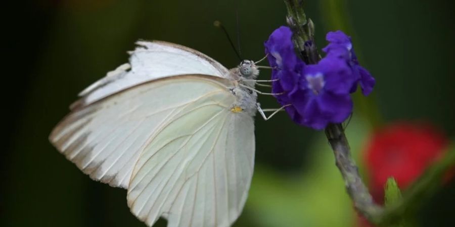 Schmetterling im Zoo