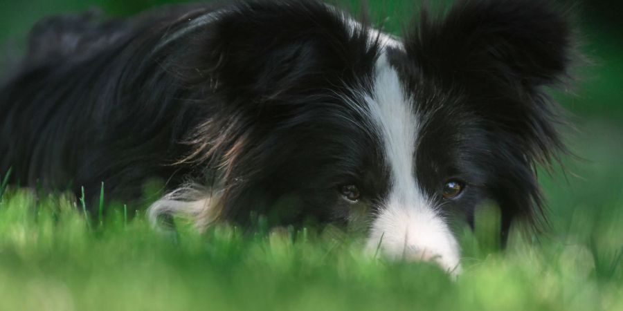 Im Iran hat die Polizei das Gassigehen mit Hunden in Parks verboten (Symbolfoto).