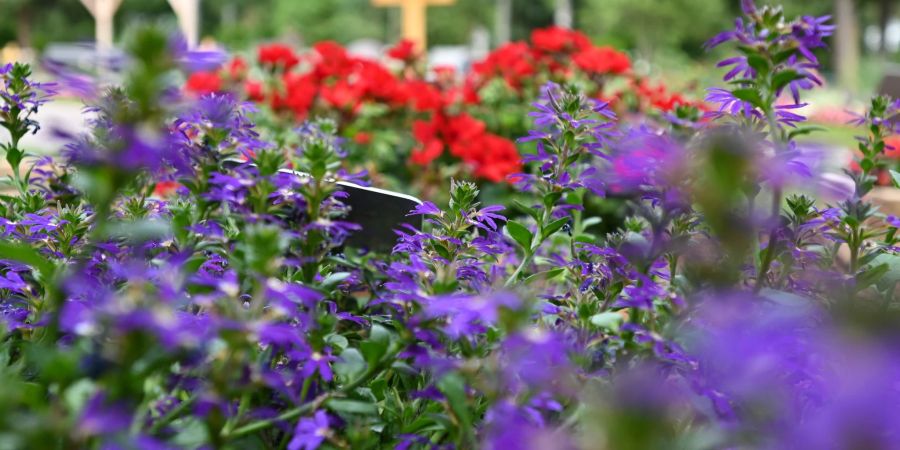 Geranien und Fächerblumen (vorn) blühen auf dem Friedhof im Stadtteil Biebrich auf einem Versuchsfeld mit 72 mit Holz eingefassten kleinen Blumenbeeten.
