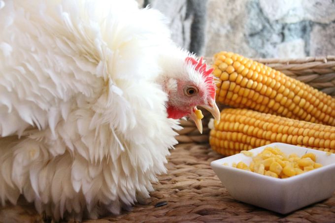 Maispoulet hat seinen Namen von der Fütterung: mit Mais. Mais Huhn Kolben weiss Futter