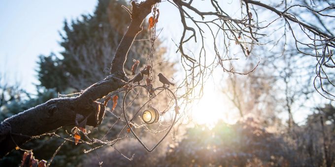 Frostige Morgen kommen auch noch im Frühling vor. Und das gefährdet kälteempfindliche Pflanzen im Garten. Ast Baum Garten Frost Sonne
