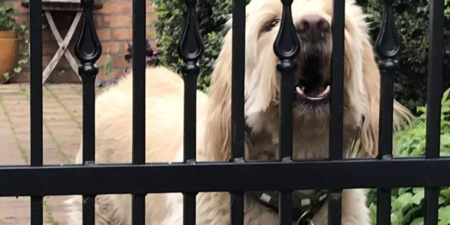 Bellt der Hund hinterm Gartenzaun, will er Menschen und Artgenossen mitteilen: Das ist mein Revier! Haltet Distanz! Foto: Jeanette Hix/dpa-tmn