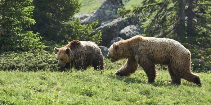 Der erste Schritt der Vergesellschaftung bzw. Zusammenführung der beiden Bären Napa und Amelia im Bärenland in Arosa GR ist geglückt. Arosa