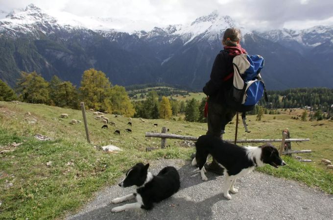 Herdenschutz-Hunde sind sich Nutztiere gewohnt. Anders sieht dies bei Hunden aus, die Wanderer begleiten. Hunde