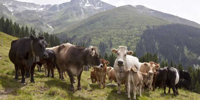 Eine Herde Kühe in den Bergen. (Symbolbild) Tirol