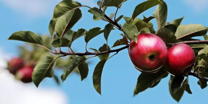Äpfel wachsen an einem Apfelbaum. äpfel