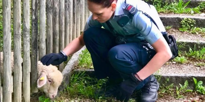 Video geht viral - Stadtpolizei Winterthur rettet eingeklemmtes Schaf