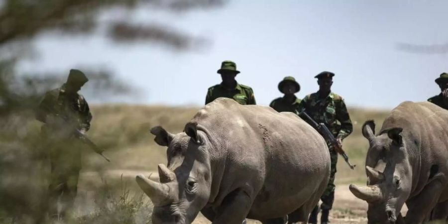 nördliches breitmaulnashorn
