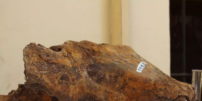 Teile des Schädels eines Höhlenbärs im Naturhistorischen Museum Belgrad. höhlenbär