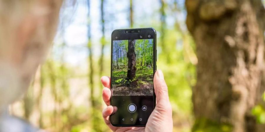 Rolf Jantz, der zu der Community der «Naturgucker» gehört, fotografiert mit einer App auf seinem Smartphone einen Baumstamm, um den Baum zu bestimmen. Foto: Moritz Frankenberg/dpa