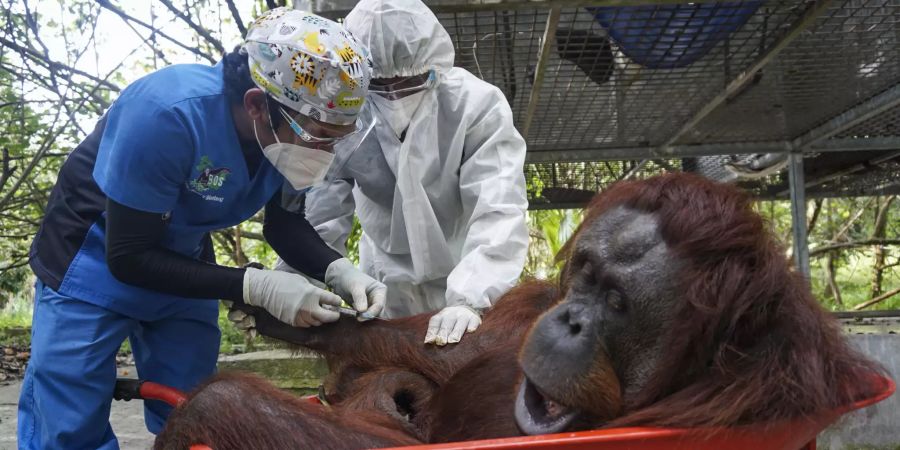 Orang-Utans Borneo