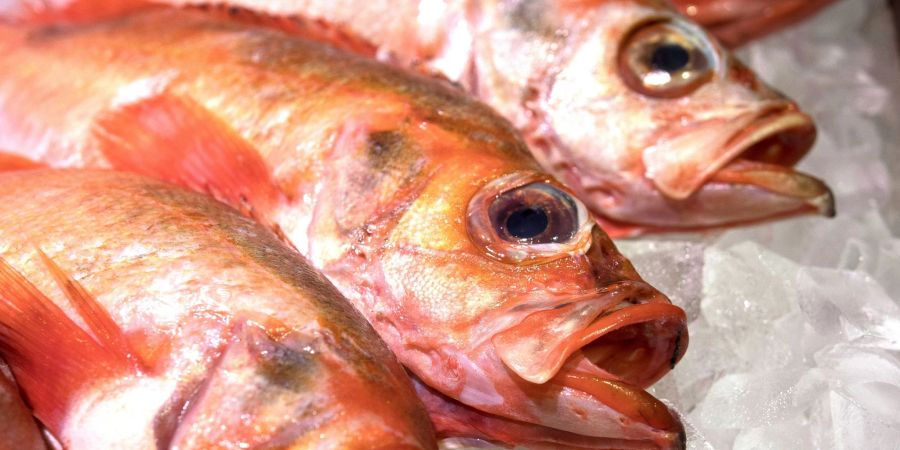 Damit Rotbarsch als empfehlenswert gilt und aus nachhaltigem Fischfang kommt, muss man genau auf das Fanggebiet und die Fangmethode achten.