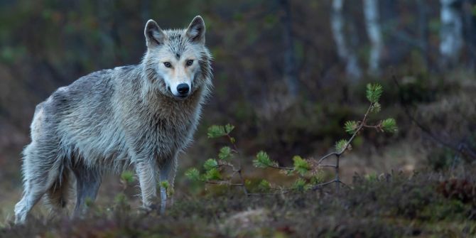 Wolf Regulierung sensible Thema