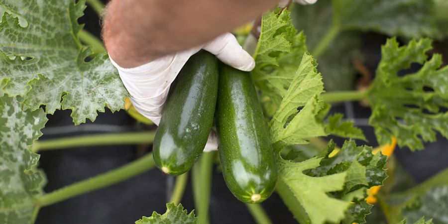 Aufgrund neuer Qualitätsnormen bei Gemüsen werden künftig auch Gemüse mit kleinen Makeln im Handel verkauft werden, zum Beispiel Zucchetti mit kleinstflächigen Schalenfehlern. (Archivbild)