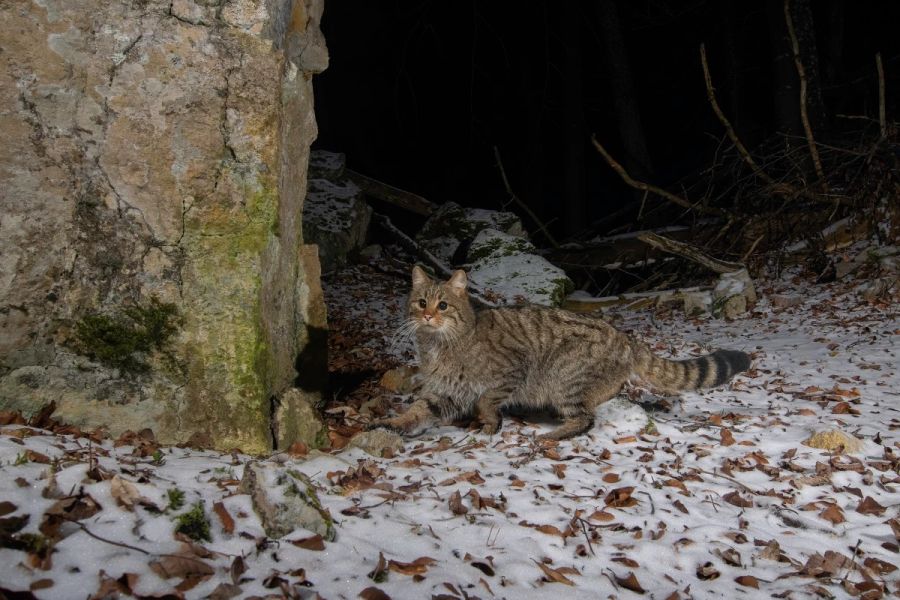 Wildkatzen
