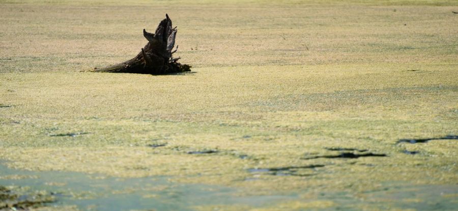 Grosser Blaualgenteppich bedeckt den Baggersee Breitengrüssbach (D).