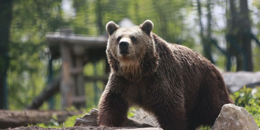 Ein Braunbär erkundet das Gehege im Zoo. (Archivbild)