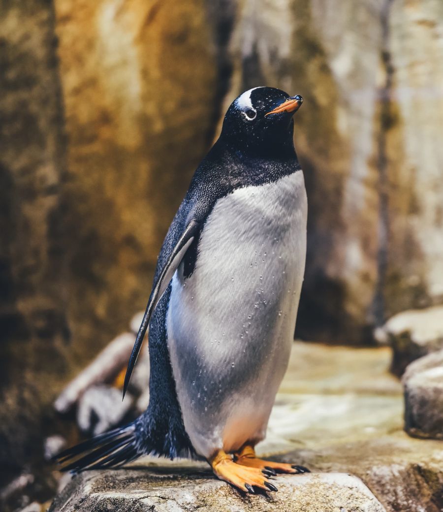 tote pinguine