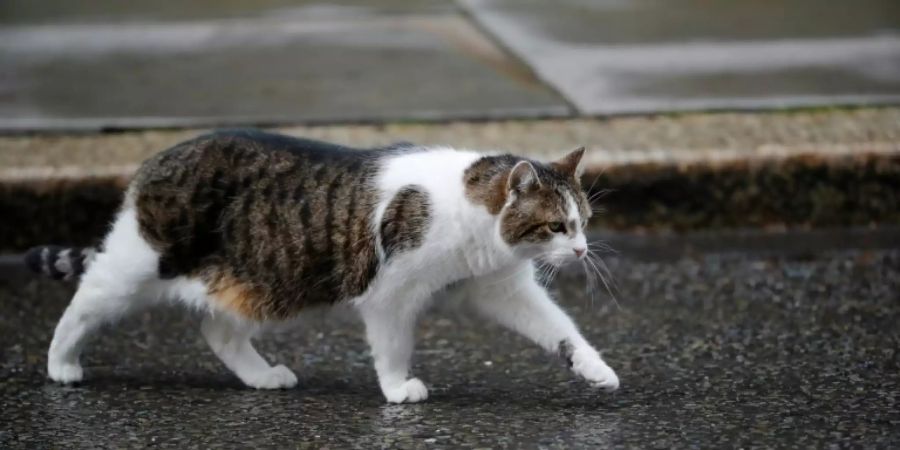 politische katze larry