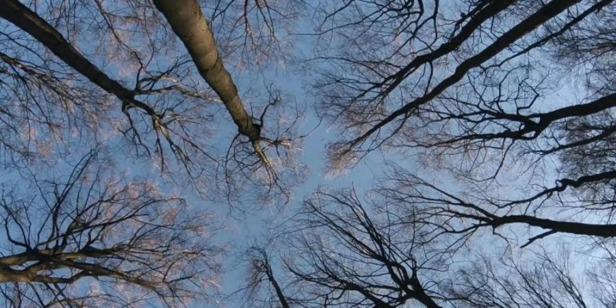 Mit seinen erfolgreichen Büchern erklärt Peter Wohlleben den Wald. Jetzt auch im Kino. Foto: Constantin Film/dpa