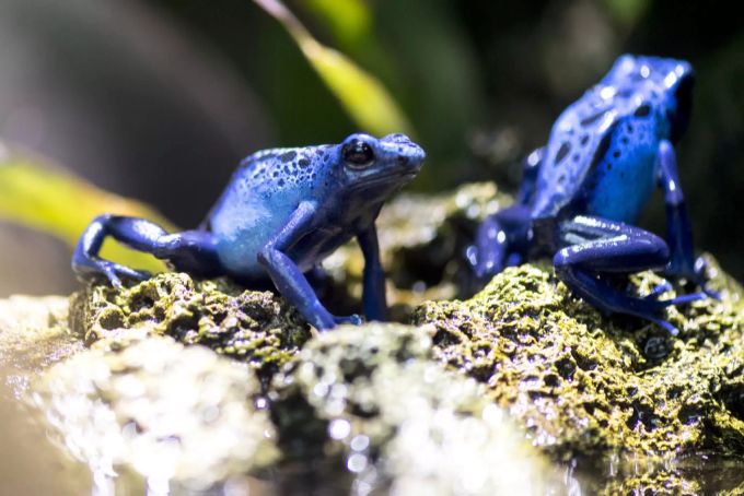 Neben Goldenen können Zoo-Besucher in Zürich auch Blaue Pfeilgiftfrösche bewundern. (Archivbild) blauer pfeilgiftfrosch