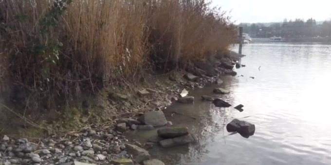 Durch den fortwährenden Wellenschlag wird die Wollsauinsel gegen die Schifffahrtsrinne langsam abgetragen. In den dadurch bedrohten Schilfbeständen brüten zum Beispiel die Rohrammer oder der Teichrohrsänger. Erosion Wollsauinsel