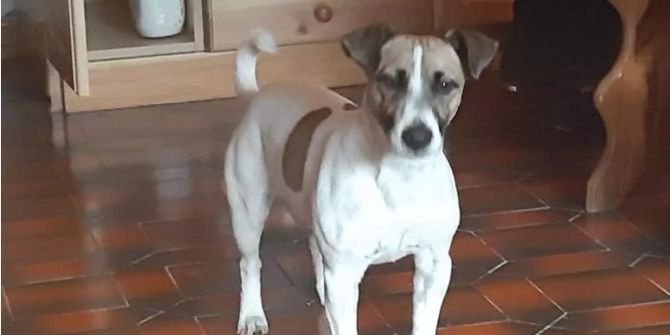 haushund jack entschädigung