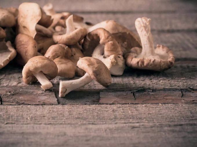 Shiitake-Pilze enthalten viele Nährstoffe. Shiitake Pilze