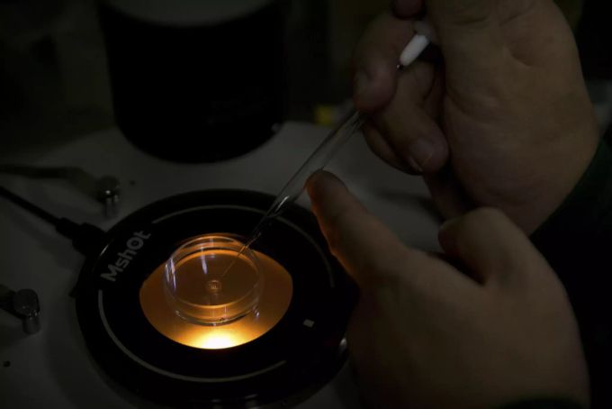 Mit sogenannten Genscheren lässt sich Zeit einsparen. Zudem werden wesentlich weniger Versuchstiere benötigt. genscheren