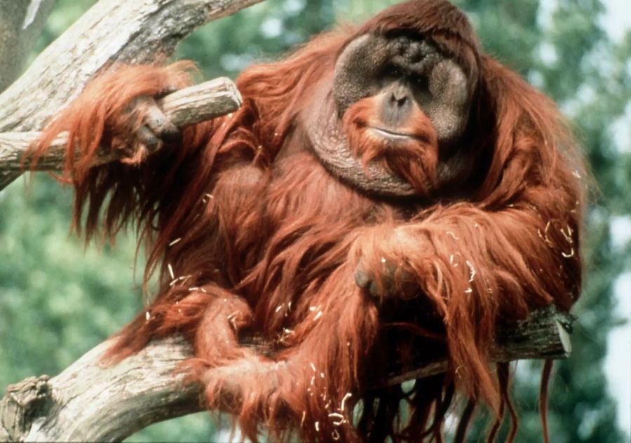 orang-utans