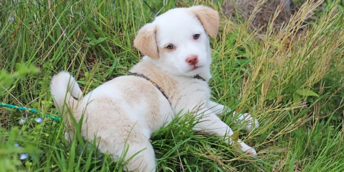 Der Welpe wurde neben einem Auto des Tierrettungsdienstes ausgesetzt.