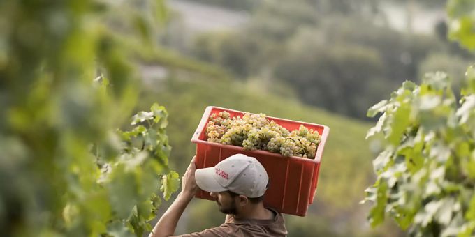 Weinbauern hatten 2018 viel Arbeit. weinbauer
