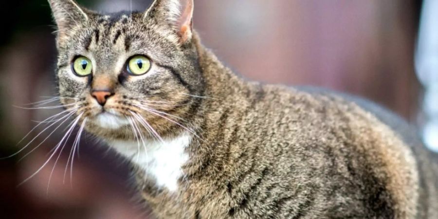 Eine Katze