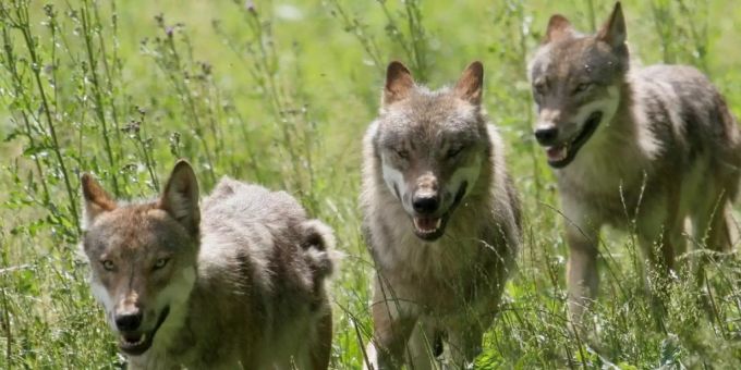 Ein Jungwolf ist bei Flims von einem Auto überfahren worden. (Symbolbild) Ein Jungwolf ist bei Flims von einem Auto überfahren worden. (Symbolbild)