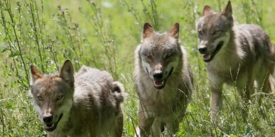 Ein Jungwolf ist bei Flims von einem Auto überfahren worden. (Symbolbild)