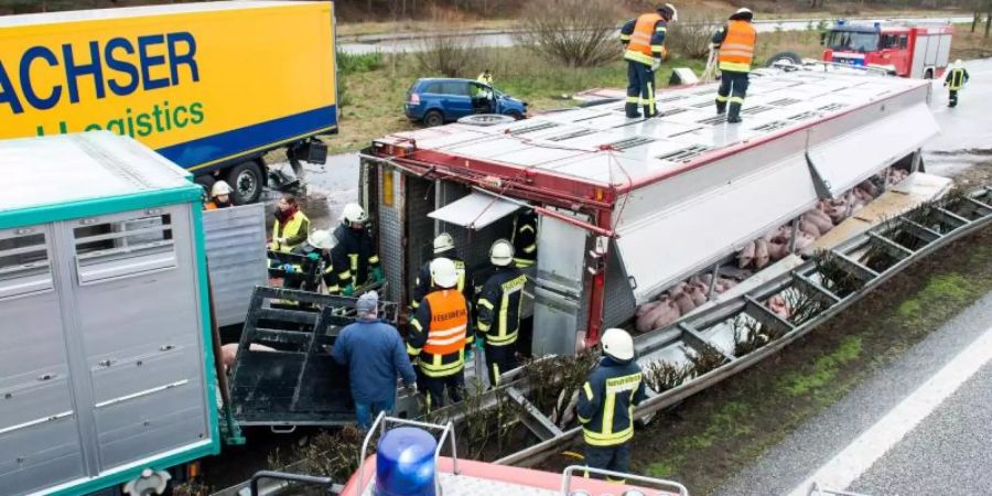 Feuerwehrleute an dem verunglückten Viehtransporter. Bei der Karambolage mit mehreren Fahrzeugen sind drei Menschen gestorben. Auch einige der Ferkel verendeten bei dem Unfall. Foto: Daniel Bockwoldt