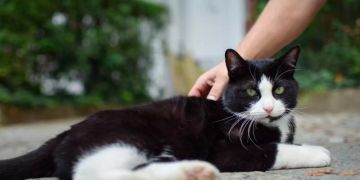 Hauskatze