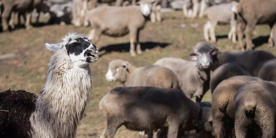 Eine Möglichkeit, Schafe vor dem Wolf zu schützen, sind Lamas. Die Älpler bleiben aber auf einem guten Teil der Mehrkosten, die solche Schutzmassnahmen verursachen, sitzen. (Archivbild)