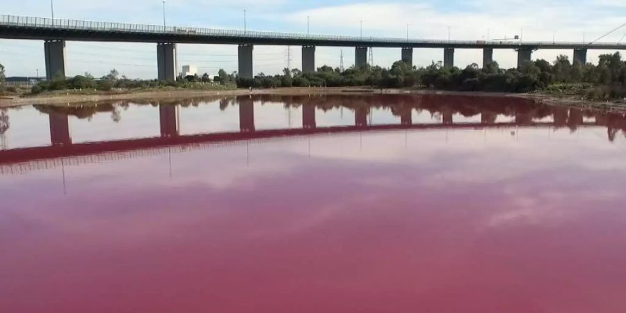 Die Voraussetzungen für das Phänomen sind viel Salz im Wasser, viel Hitze und Sonne und wenig Regen. Foto: Brett Chesney/PARKS VICTORIA/AAP Image