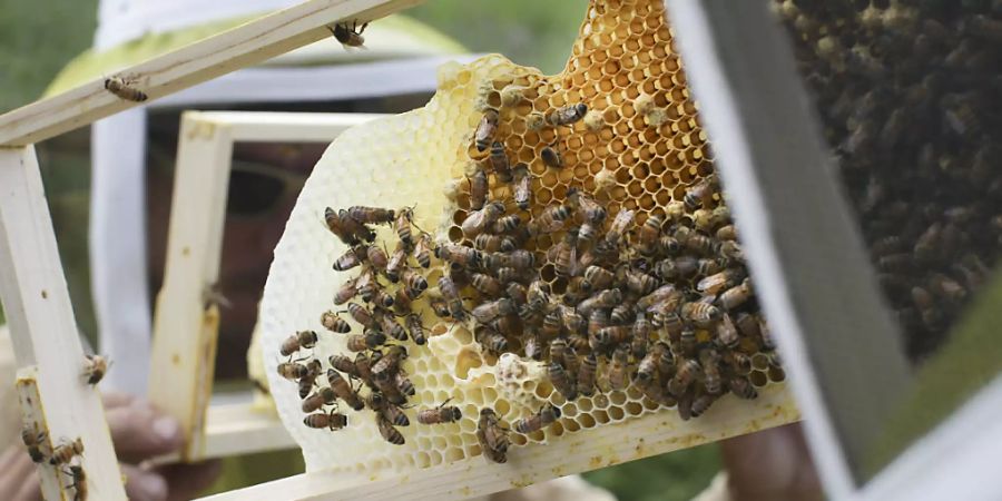 Neonikotinoide halten sich besorgniserregend lange in Honig. Forschende plädieren fürs Vorsorgeprinzip. (Archivbild)