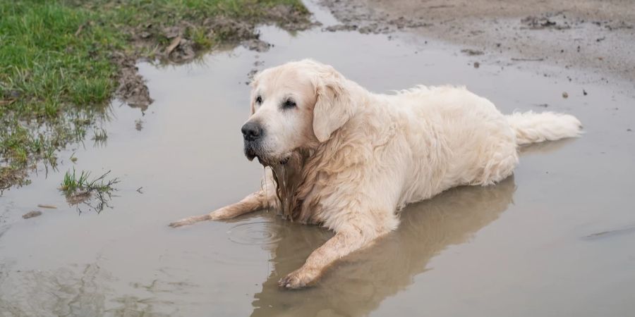 Golden Retriever Pfütze Wasser Hund