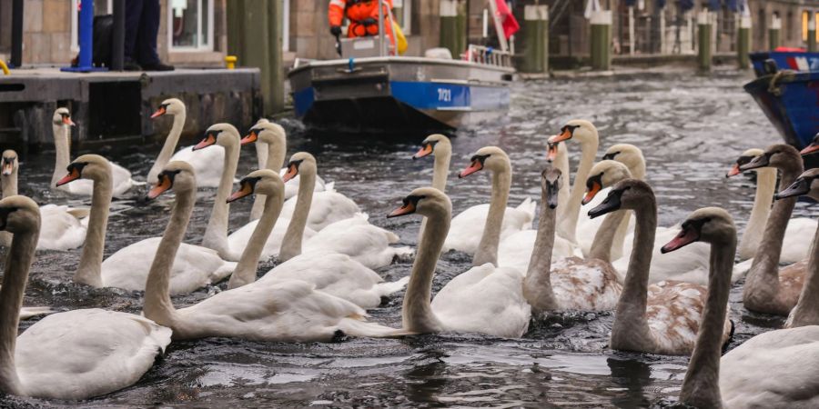 Helfer treiben mit einem Boot die Schwäne auf der Alster zusammen.